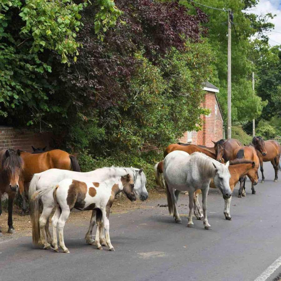 New Forest Retreat Shorefield Country Park Ξενοδοχείο Lymington Εξωτερικό φωτογραφία